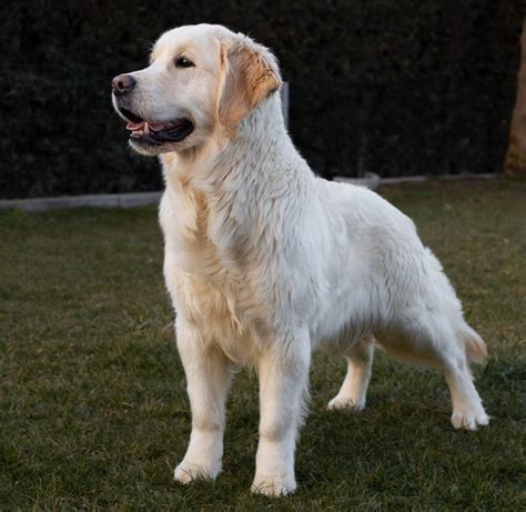 Hembras Golden Retriever Centro Canino Valmajano