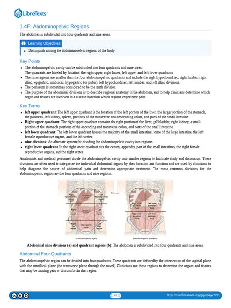 1 4f Abdominopelvic Regions Pdf Abdomen Gastrointestinal Tract