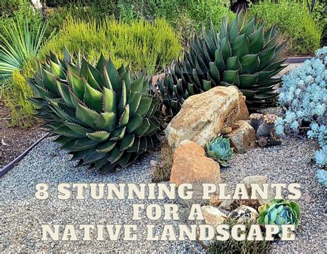 Southwest To Life 8 Stunning Plants For A Native Landscape Watters