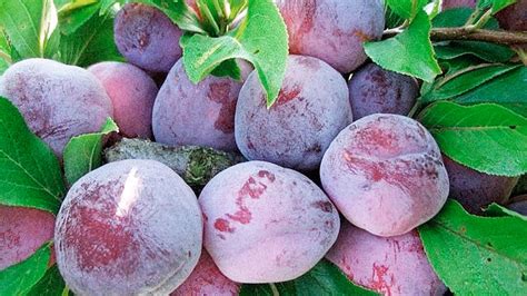 Слива сорта для Подмосковья Урала и Сибири описание