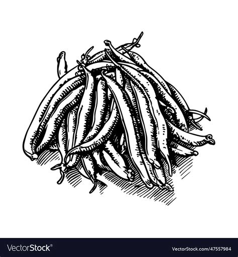 Green beans drawing isolated hand drawn engraved Vector Image