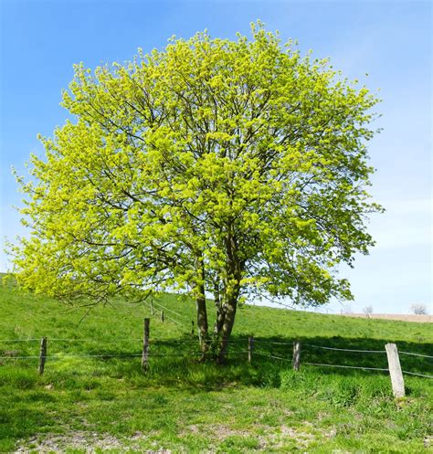 Acer 'Common Field' Maple - Hello Hello Plants