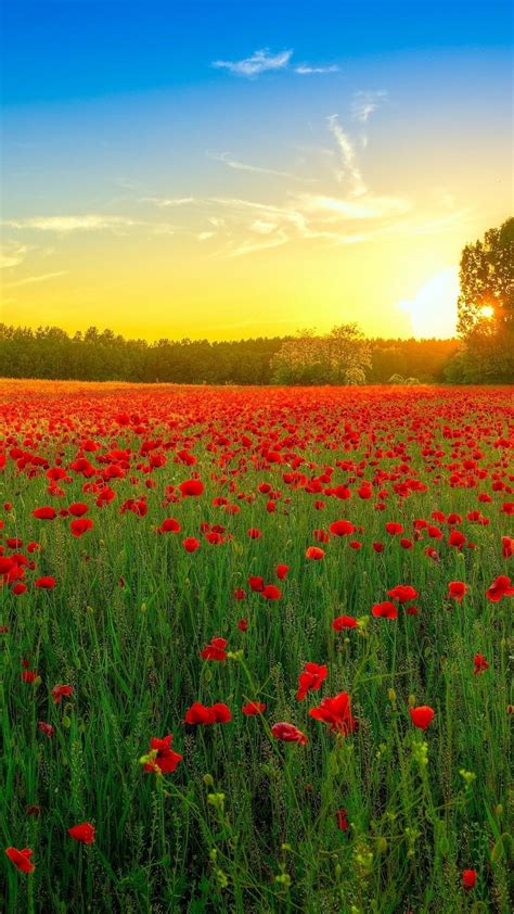 Poppy Field At Sunset Wallpapers - Wallpaper Cave