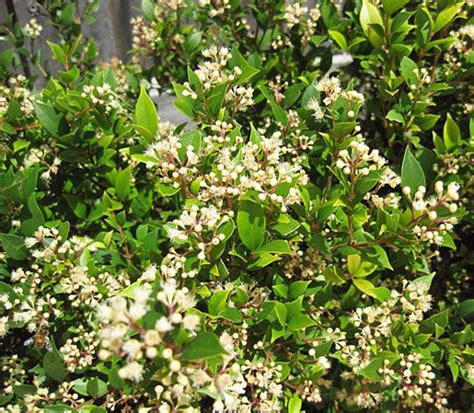 Syzygium Smithii Narrow Leaved Lilly Pilly Monkey Apple 5 Seeds