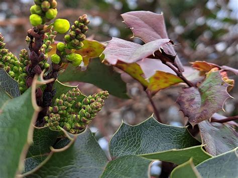 Stadtwurzel On Twitter Gew Hnliche Mahonia Erste Zarte