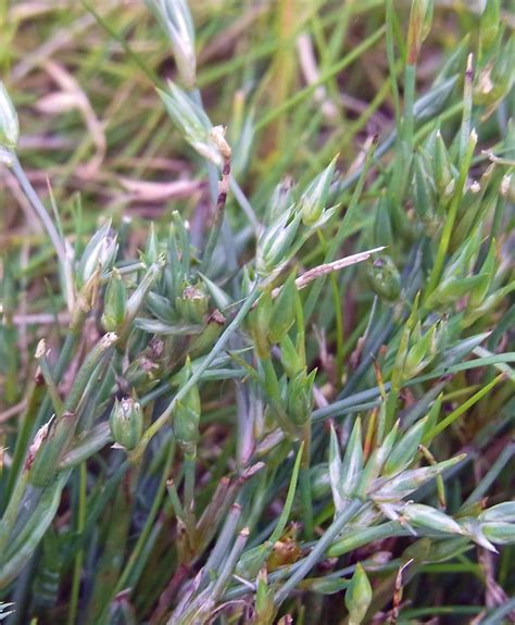 Toad Rush - Juncus bufonius, species information page.