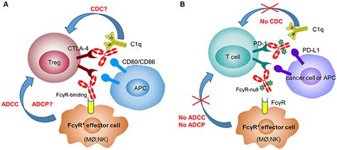 Frontiers Fcγr Binding Is An Important Functional Attribute For