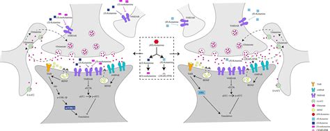 Pfol On Twitter Mechanisms Other Than Nmdar Inhibition Play A Key