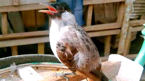 Muda Hutan Guys Mikat BURUNG KUTILANG Liar Dapat Muda Hutan YouTube