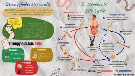 Life Cycle of Strongyloides stercora Storyboard | PPT