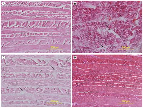 Hematoxylin And Eosin Hande Staining Of Cross Sections Of Af