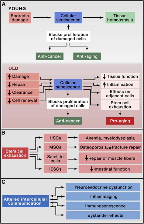 The Hallmarks Of Aging Cell