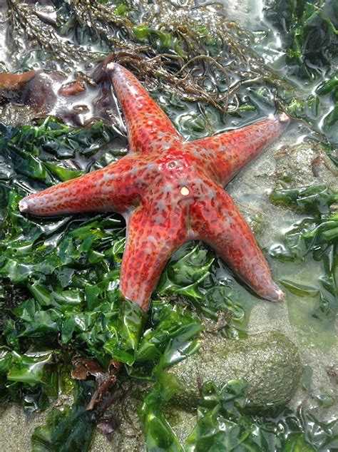 Rusty Ring: WW: Leather starfish