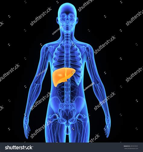 Human Liver Stock Photo 291019721 Shutterstock