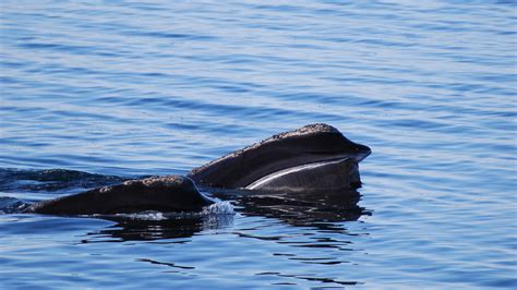 Public Comment Period To Protect Right Whales Extended