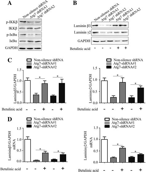 Atg Silencing Inhibits Laminin Expression To Suppress Tube Formation