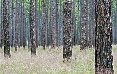 Environmental Southern Yellow Pine