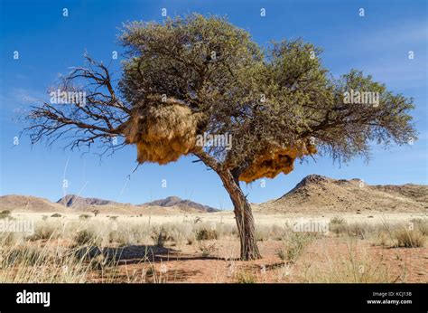 African Thorn Tree Stock Photos And African Thorn Tree Stock Images Alamy