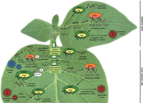 A simplified model of the RNA silencing pathway (for abbreviations, see ... 