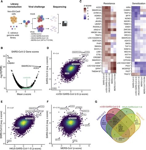 Genome Wide Crispr Screens Reveal Host Factors Critical For Sars Cov