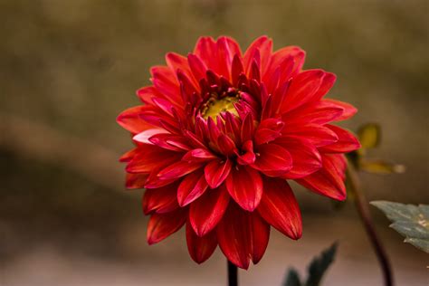 Red Dahlia Photos, Download The BEST Free Red Dahlia Stock Photos & HD ...