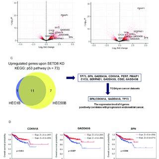 Setd Regulates The Expression Of P Related Genes Associated With