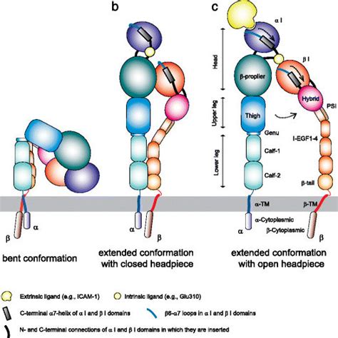 Structural Components To Stabilize Inactive Integrin Conformation A