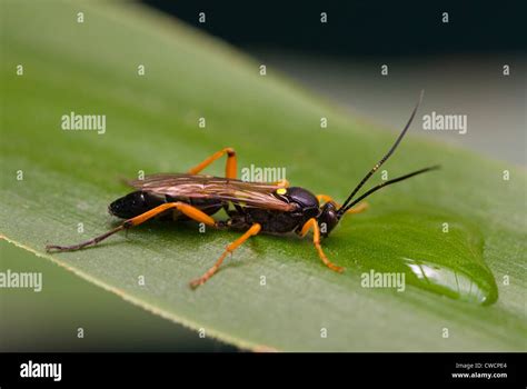 ICHNEUMON FLY (Ichneumon suspiciosus) drinking water in garden, London ...