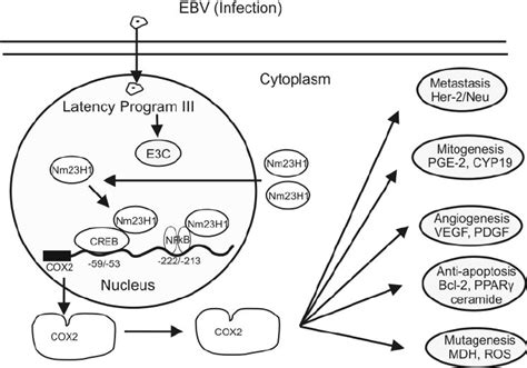 Schematic Model For The Interaction Of Ebna3c And Nm23 H1 Resulting In