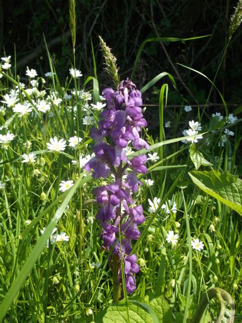 Early Purple Orchid Orchis Mascula David Anstiss Geograph