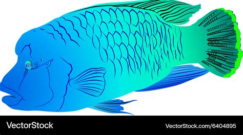 Napoleon Fish Royalty Free Vector Image Vectorstock