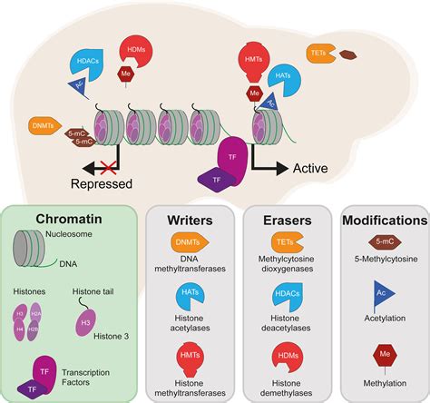 Frontiers Epigenetics Of Hepatic Insulin Resistance