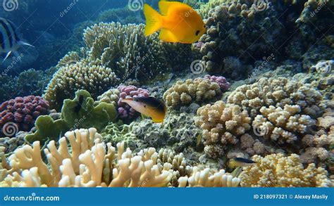 Green Birdmouth Wrasse Or Indian Birdmouth Wrasse Gomphosus Caeruleus