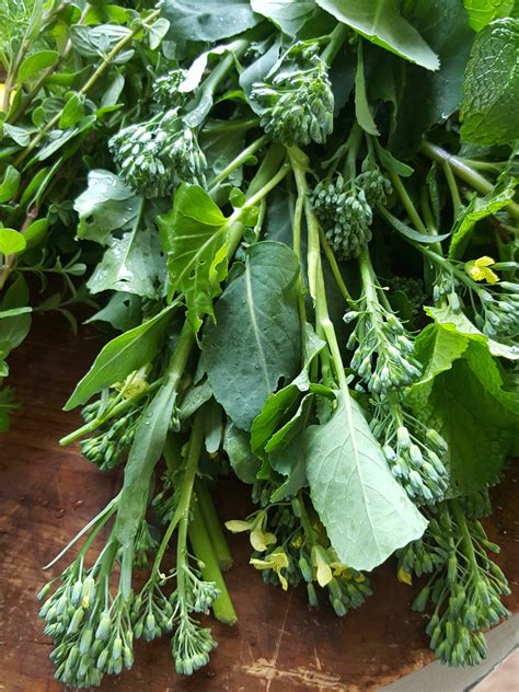 Sprouting broccoli - Shared Kitchen