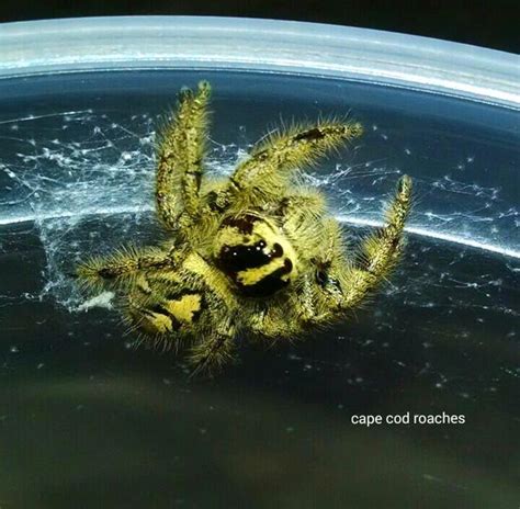 X. SOLD OUT X. Hyllus giganteus - Jumping Spider RARE | Roaches for ...