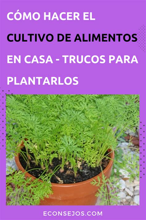 Puedes Hacer El Cultivo De Alimentos En Tu Hogar O Plantar Estas Hiebas