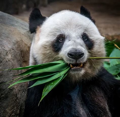 Giant Panda: Why Are Pandas Endangered?