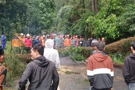 Diguyur Hujan Deras Pohon Pinus Tumbang Melintang Di Tengah Jalan Raya