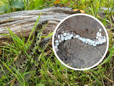 Trzeba uważać na jajka zaskrońca Teraz w lesie gady rodzą się masowo