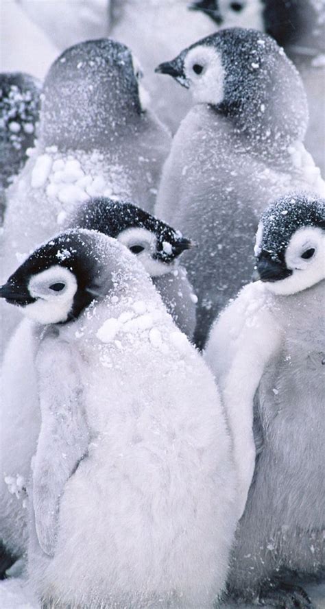 Cute Baby Penguins Wallpaper