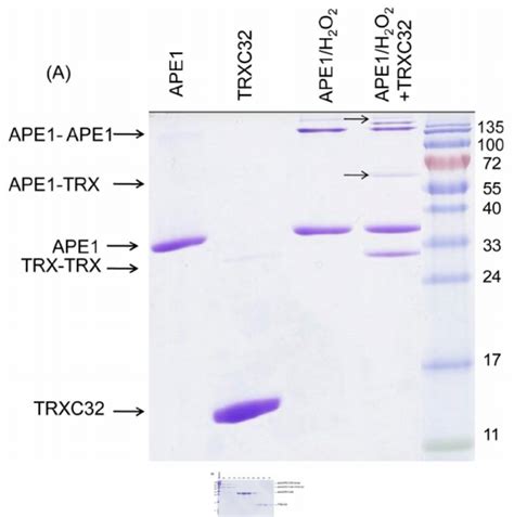 Non Reducing Sds Page Analysis Of Oxidized Ape Trxc A And