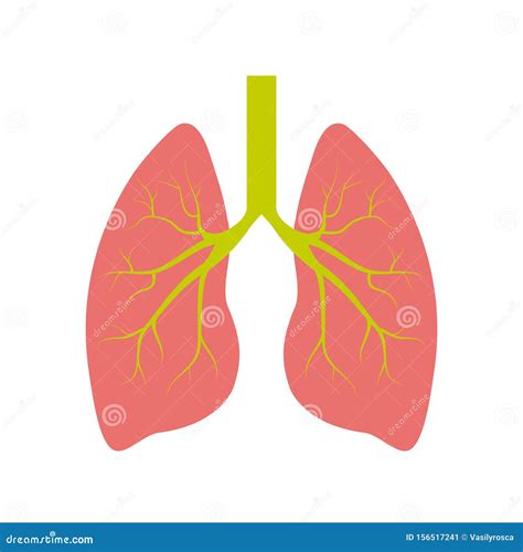 Icono Humano Del Pulm N Sistema Respiratorio Pulmones Sanos Anatom A