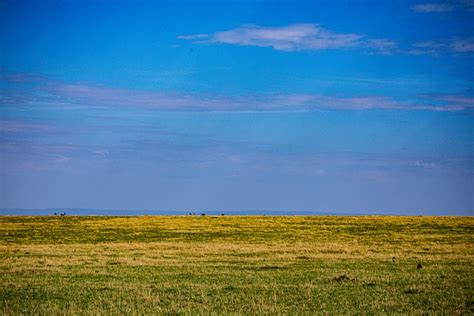 Tree Lone Field Free Photo On Pixabay