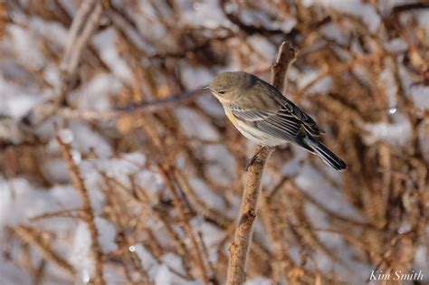 Yellow Rumped Warbler Essex County March 10 2022 Copyright Kim Smith