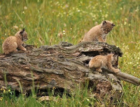 La población de lince ibérico supera el millar por primera vez en 20 años