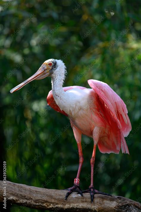 The Roseate Spoonbill Platalea Ajaja Sometimes Placed In Its Own