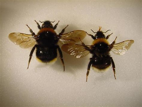 Bombus bohemicus - Alchetron, The Free Social Encyclopedia