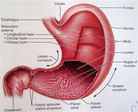 anatomy  physiology  eportfolio objective baby steps explain