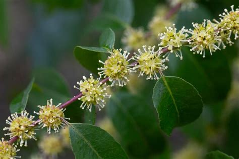 Premium Photo | Flowers blossoming tree linden tree spring