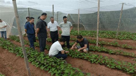 传统甘薯种植如何崛起？信宜市合水镇为产业发展谋良方技术培训湛江合水镇